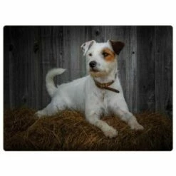 Rural Roots Jack Russell Placemat Pack Of 4 - Durable Table Mats for Everyday Use -HARTS OF STUR Sales PMO2606X4 Rural Roots By Tradestock Jack Russell Placemat Pack Of 4 1