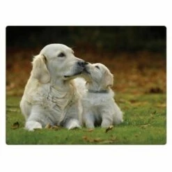 Rural Roots Golden Retrievers Placemat Pack Of 4 - Premium Table Mats for Dining & Decor -HARTS OF STUR Sales PMO2608X4 Rural Roots By Tradestock Golden Retrievers Placemat Pack Of 4 1